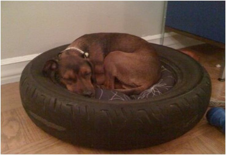 Idée recyclage pneu chien