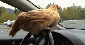 Poule voiture