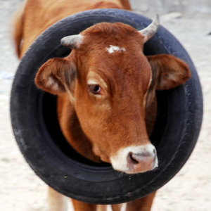 Vache et pneu de voiture recyclé